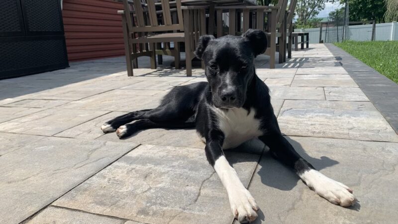 The Incredible K9 - Pleasant Gap, PA