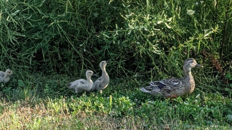Copper Creek Lake Park - Pleasant Hill, IA
