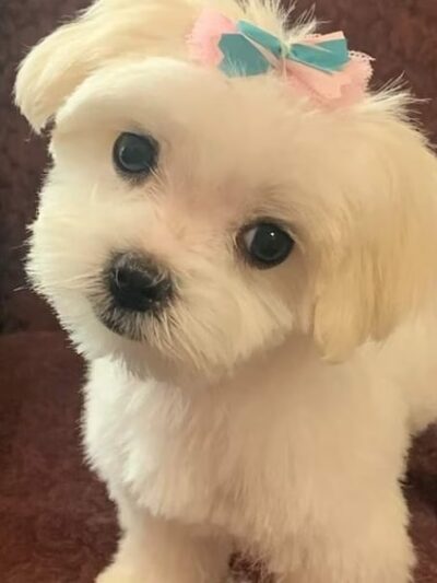 Prancing Paws - Pleasant Hill, IA