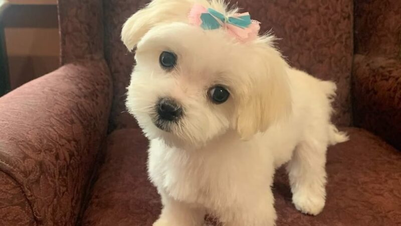 Prancing Paws - Pleasant Hill, IA