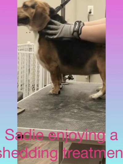 Prancing Paws - Pleasant Hill, IA