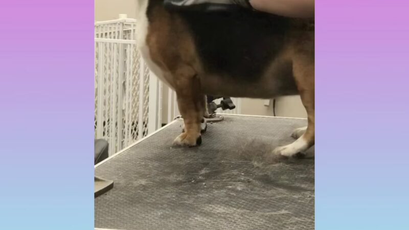 Prancing Paws - Pleasant Hill, IA