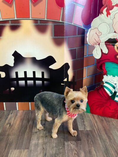 Prancing Paws - Pleasant Hill, IA