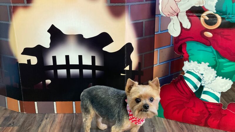 Prancing Paws - Pleasant Hill, IA