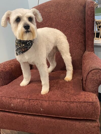 Prancing Paws - Pleasant Hill, IA