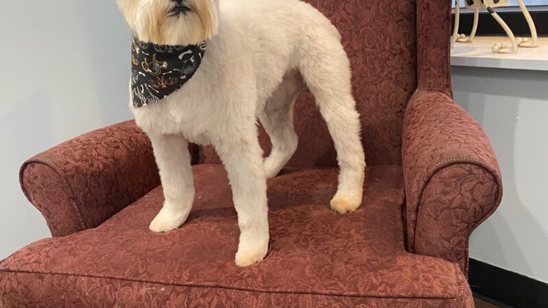 Prancing Paws - Pleasant Hill, IA