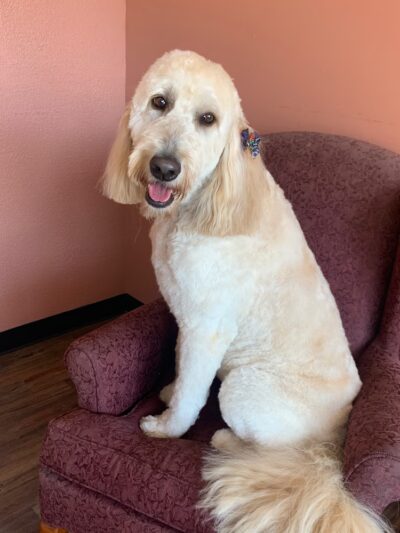 Prancing Paws - Pleasant Hill, IA