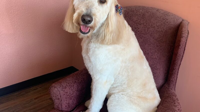 Prancing Paws - Pleasant Hill, IA