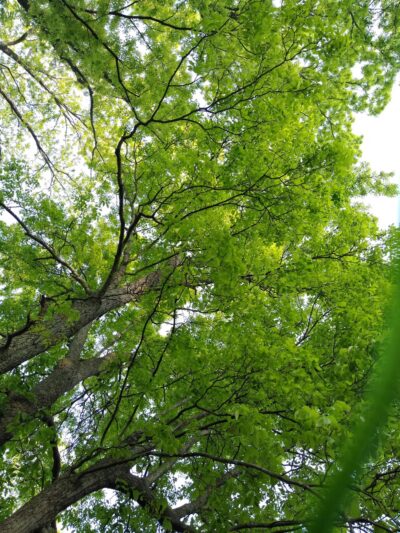 The Jackson Webb Nature Trail - Pleasant View, TN