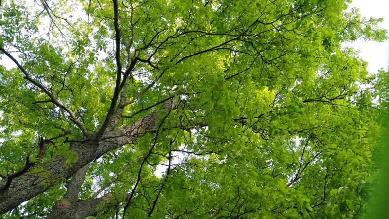 The Jackson Webb Nature Trail - Pleasant View, TN