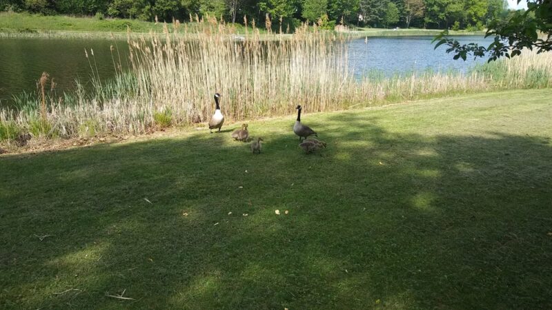 Lake Winfield - Plymouth, CT