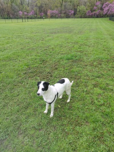 Centennial Park Dog Park - Plymouth, IN