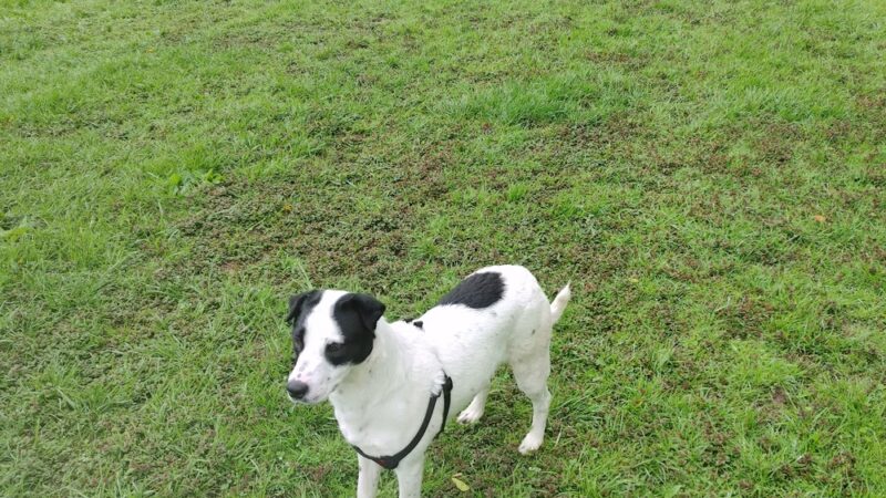 Centennial Park Dog Park - Plymouth, IN