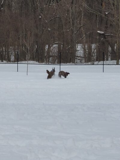 Centennial Park Dog Park - Plymouth, IN