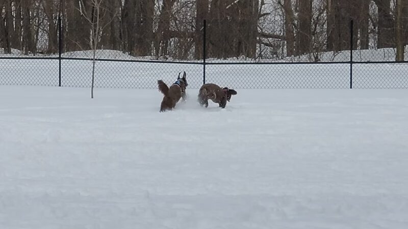 Centennial Park Dog Park - Plymouth, IN