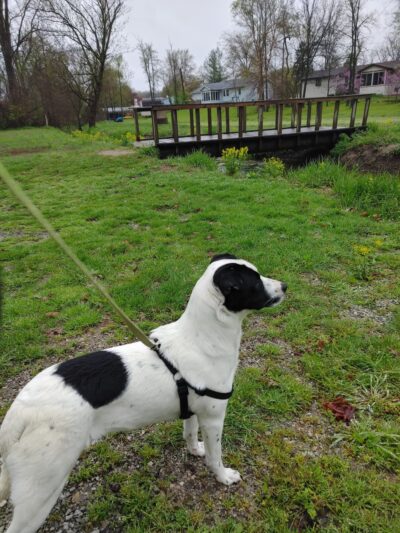 Centennial Park Dog Park - Plymouth, IN