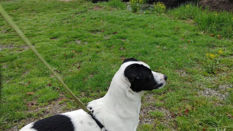 Centennial Park Dog Park - Plymouth, IN