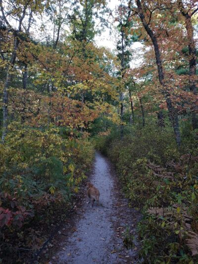 Hedges Pond Recreational Area and Preserve - Plymouth, MA