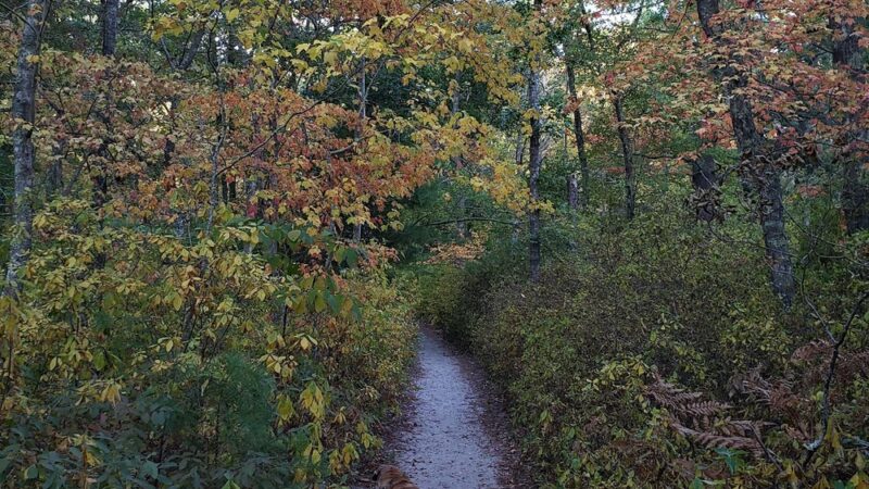 Hedges Pond Recreational Area and Preserve - Plymouth, MA