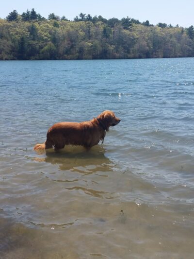 Hedges Pond Recreational Area and Preserve - Plymouth, MA