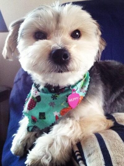 Muppy’s Puppies - Plympton, MA