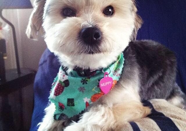 Muppy’s Puppies - Plympton, MA