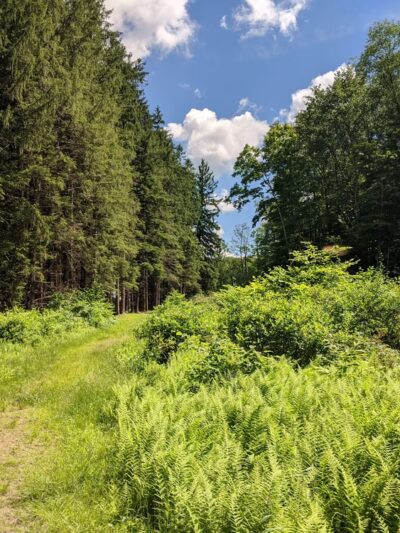 Bradys Pond Trail - Pocono Lake, PA