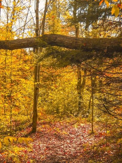 Thomas Darling Preserve at Two-Mile Run - Pocono Lake, PA