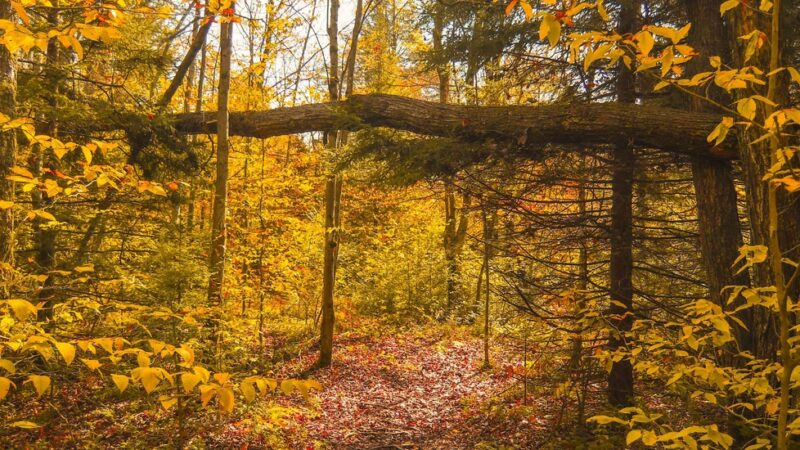 Thomas Darling Preserve at Two-Mile Run - Pocono Lake, PA
