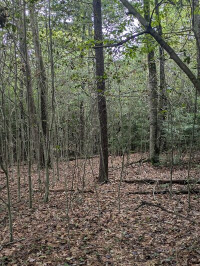 Wildlands Conservancy's Maple Tract Preserve - Pocono Lake, PA