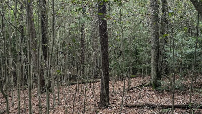 Wildlands Conservancy's Maple Tract Preserve - Pocono Lake, PA