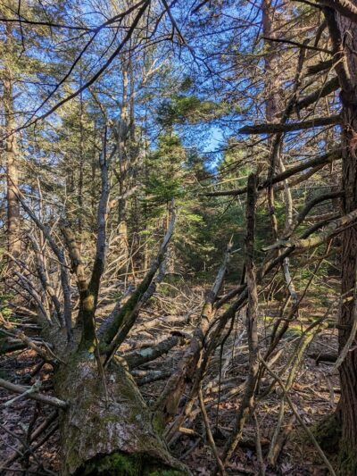 Wildlands Conservancy's Maple Tract Preserve - Pocono Lake, PA