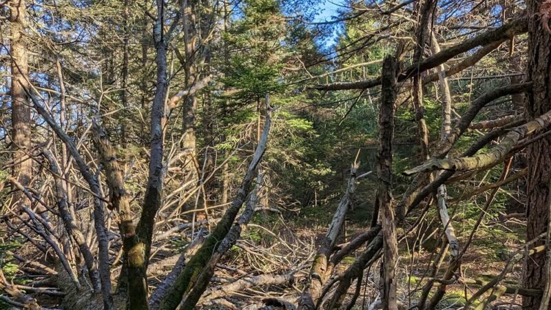 Wildlands Conservancy's Maple Tract Preserve - Pocono Lake, PA