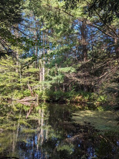 Wildlands Conservancy's Maple Tract Preserve - Pocono Lake, PA