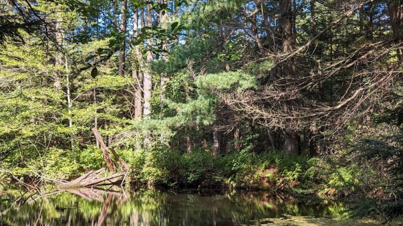Wildlands Conservancy's Maple Tract Preserve - Pocono Lake, PA