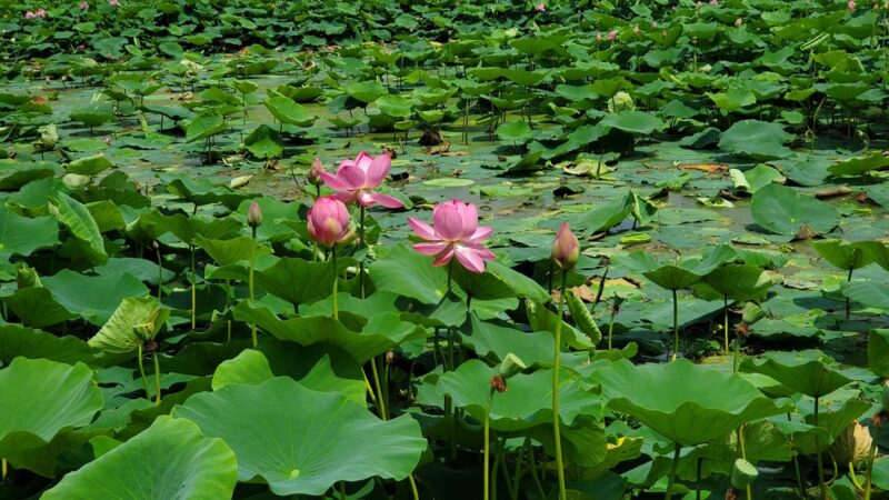 McClintic Wildlife Management Area - Point Pleasant, WV