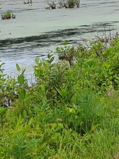 McClintic Wildlife Management Area - Point Pleasant, WV