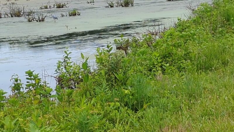 McClintic Wildlife Management Area - Point Pleasant, WV