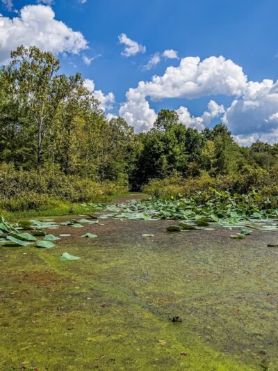 McClintic Wildlife Management Area - Point Pleasant, WV