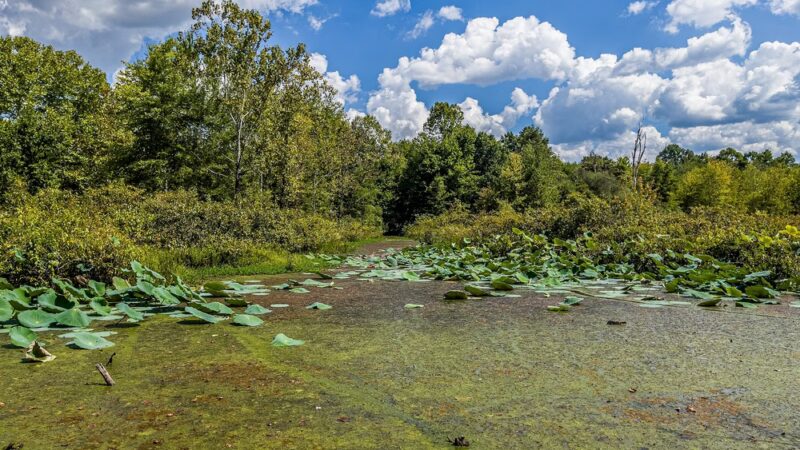 McClintic Wildlife Management Area - Point Pleasant, WV