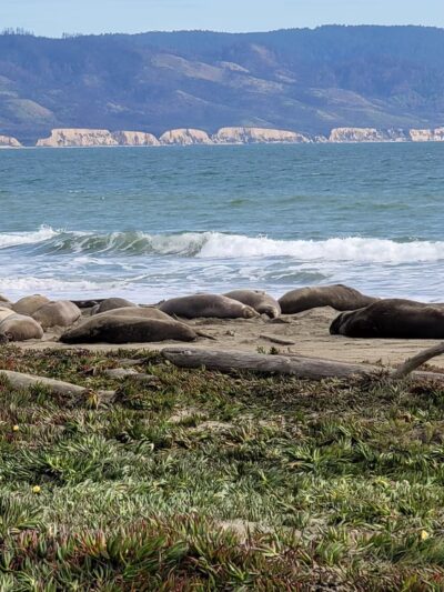 Drakes Beach - Point Reyes Station, CA