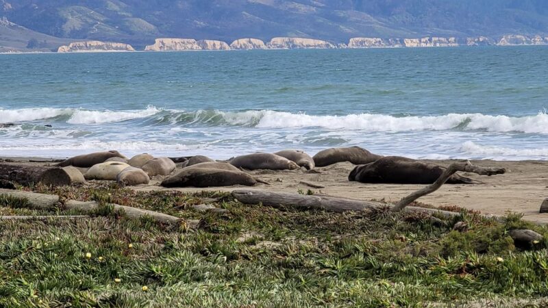 Drakes Beach - Point Reyes Station, CA