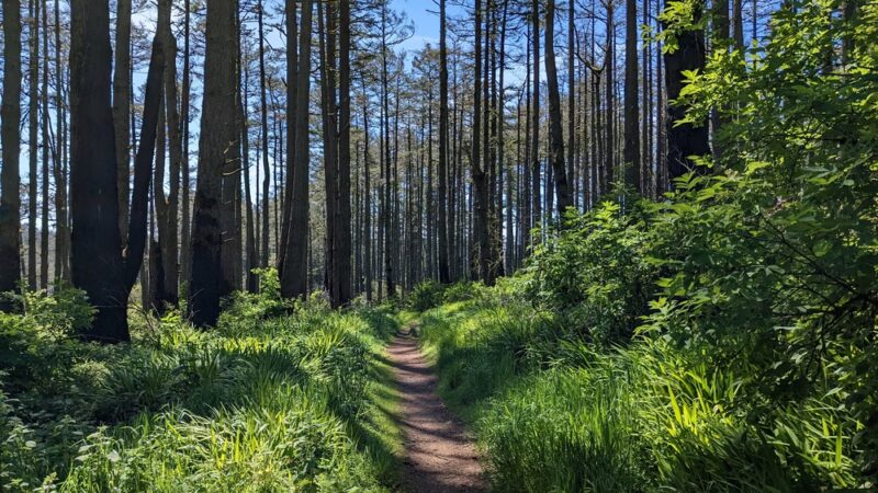 Bear Valley Trailhead - Point Reyes Station, CA