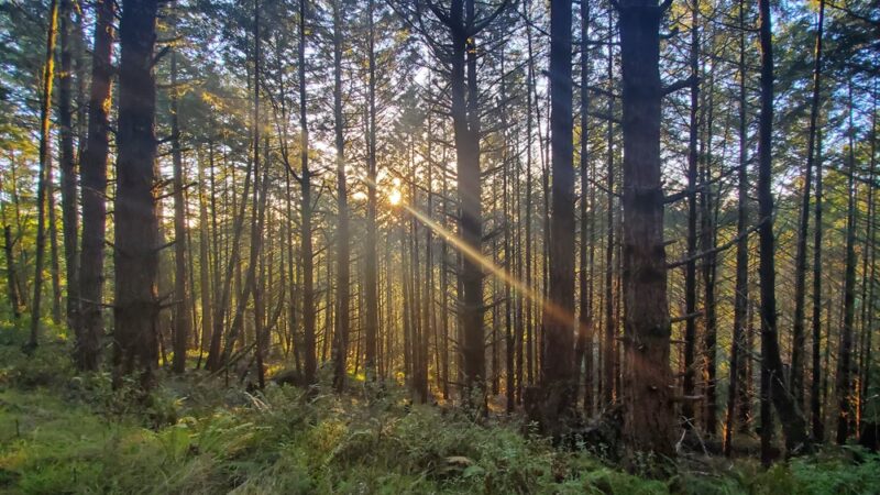 Bear Valley Trailhead - Point Reyes Station, CA