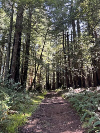 Bolinas Ridge Trailhead - Point Reyes Station, CA