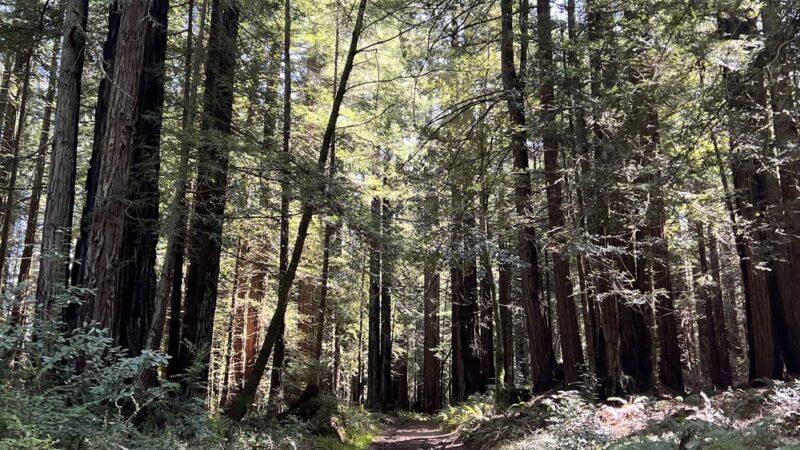 Bolinas Ridge Trailhead - Point Reyes Station, CA