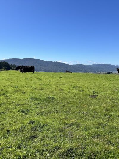 Bolinas Ridge Trailhead - Point Reyes Station, CA