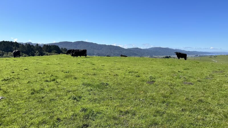 Bolinas Ridge Trailhead - Point Reyes Station, CA