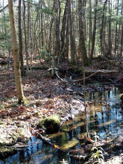 Bragdon Hill Forest - Poland, ME