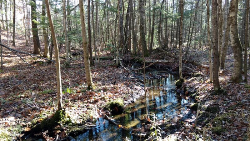Bragdon Hill Forest - Poland, ME